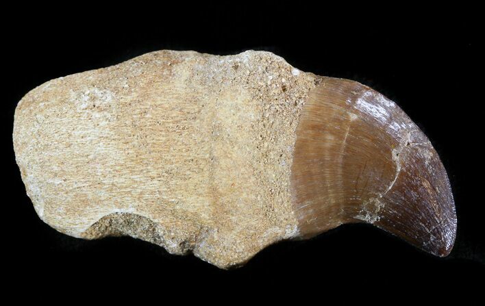 Rooted Mosasaur (Halisaurus) Tooth #43181